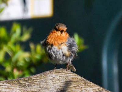 Rotkehlchen in unserem Garten in An Cuan